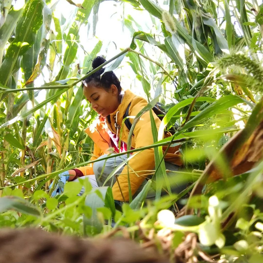 Color en los suelos de Puerto Rico: La joven emprendedora que convierte la tierra en pinturas